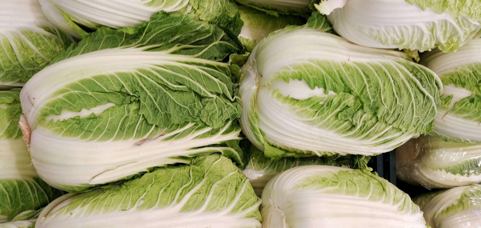 Napa Cabbage